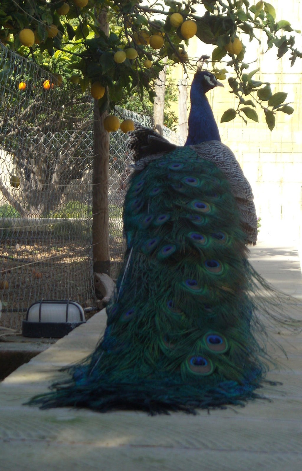 Picture of: a giant peacock by loobyloukitty on DeviantArt