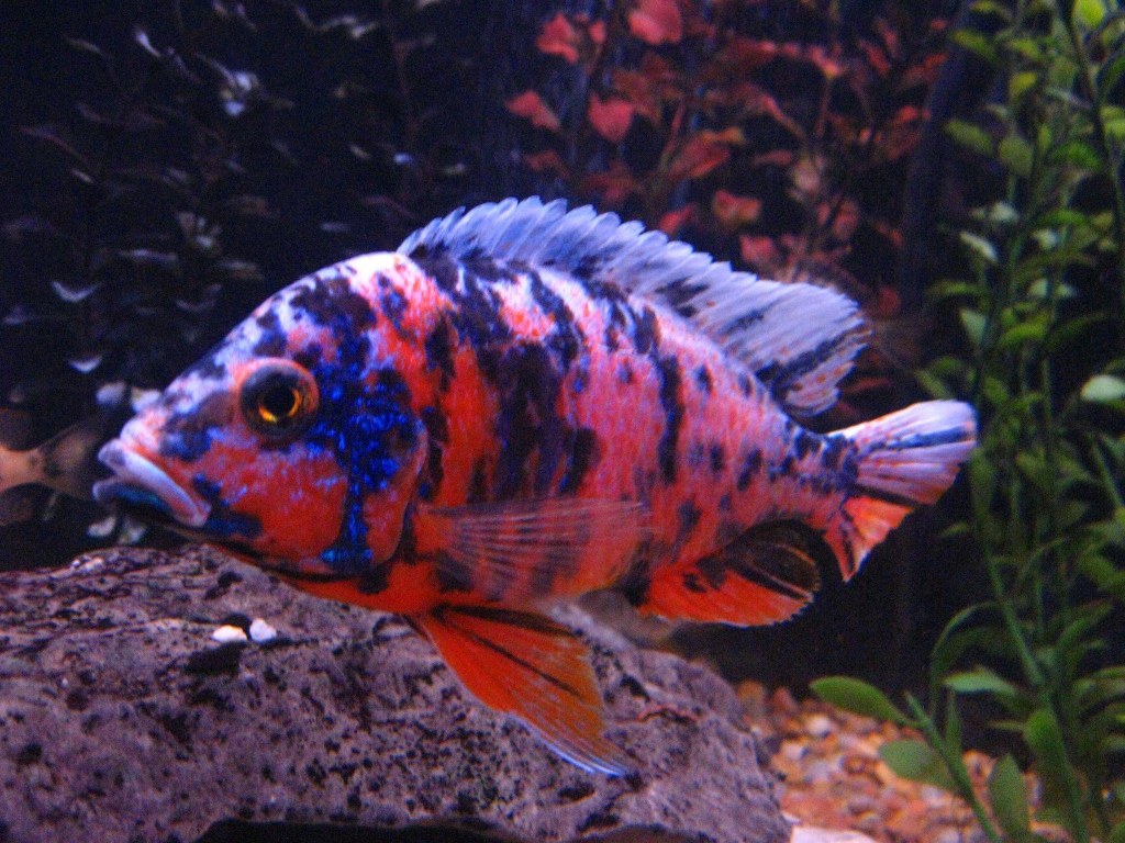 Picture of: African Cichlid  O.B