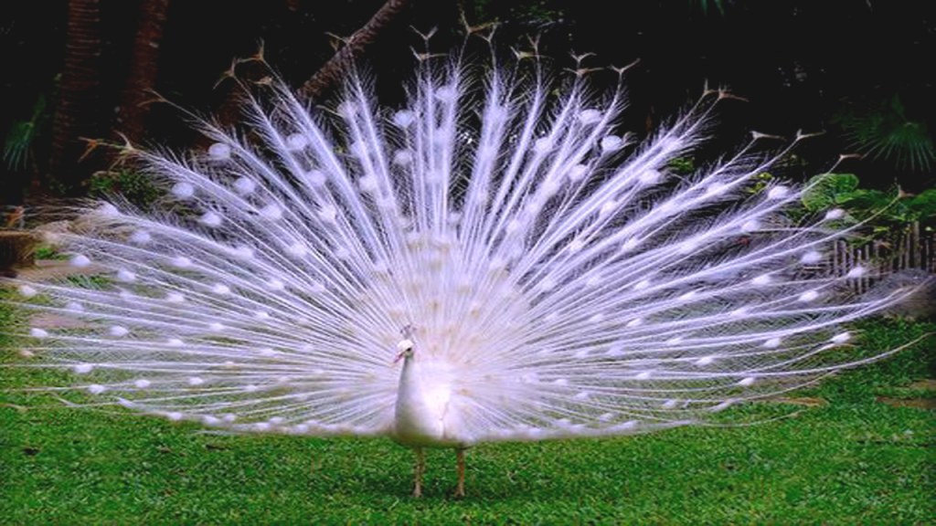 Picture of: Amazing White Peacock Spreads it’s Tail Feathers and Making Sound