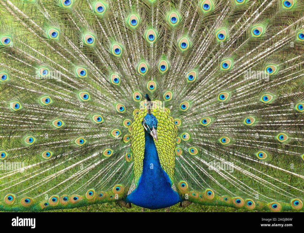 Picture of: Beautiful green and blue tail feather display from a giant peacock
