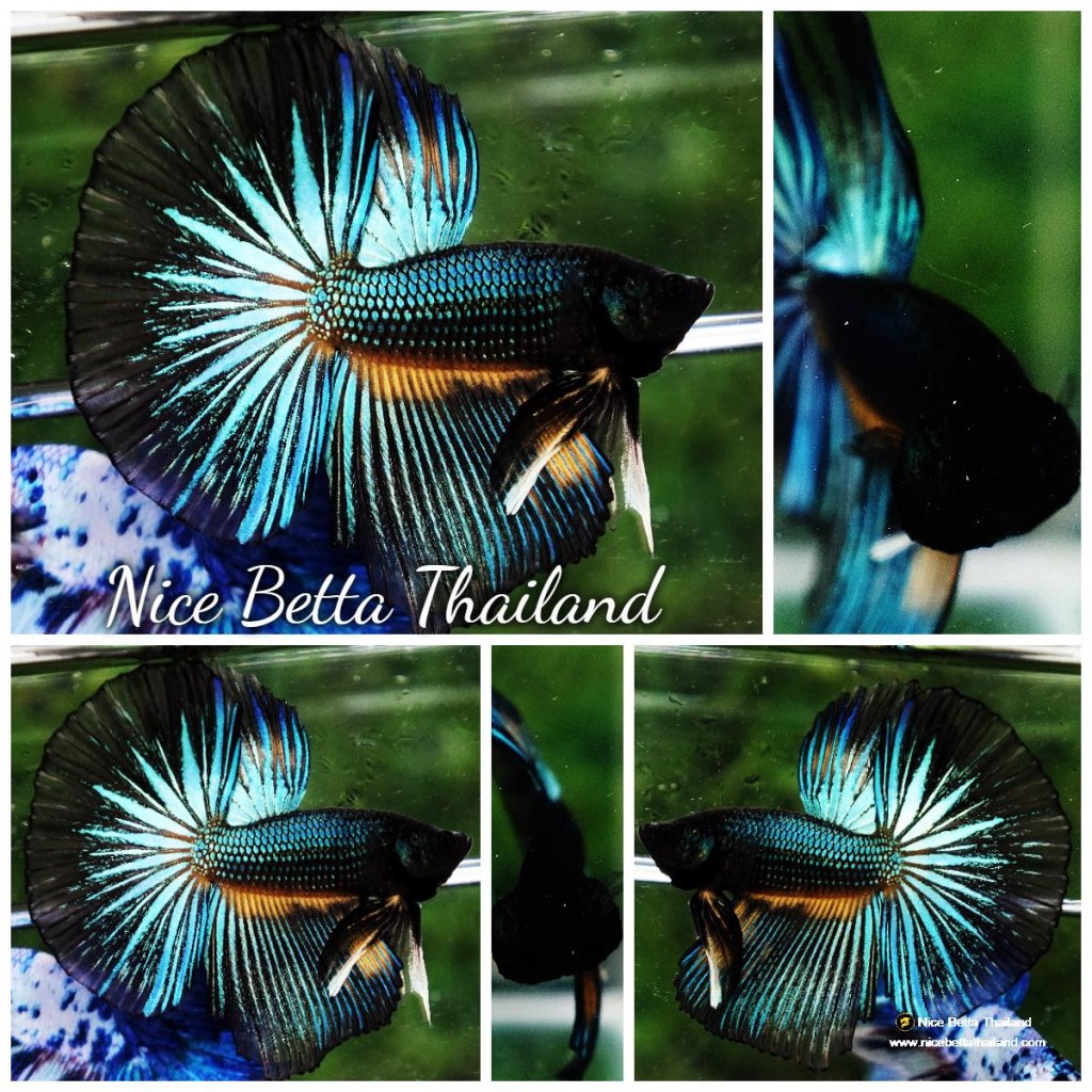 Picture of: Betta fish HM Green Wild Peacock – nicebettathailand