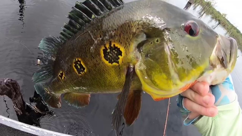 Picture of: Catching Peacock Bass and Fish with SHARP teeth on the Amazon!! (Part )