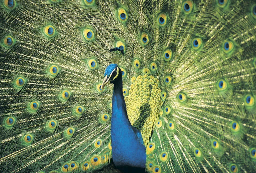 Picture of: Characteristics of a Peacock Bird  Sciencing