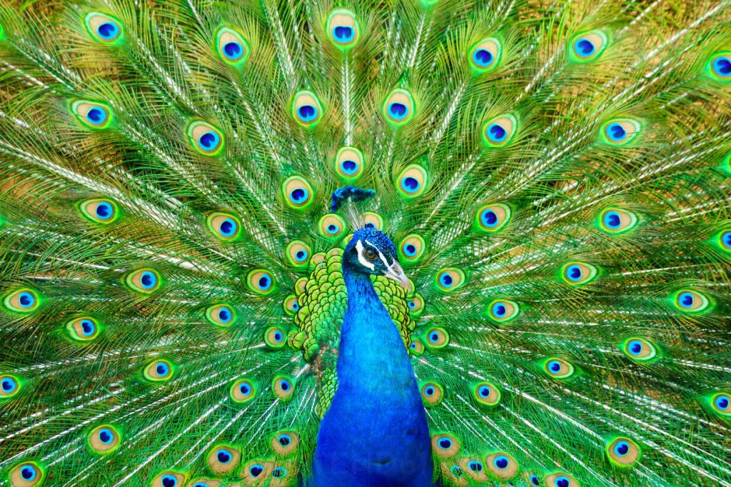 Picture of: Close-Up Of Peacock With Fanned Out Feathers stock photo