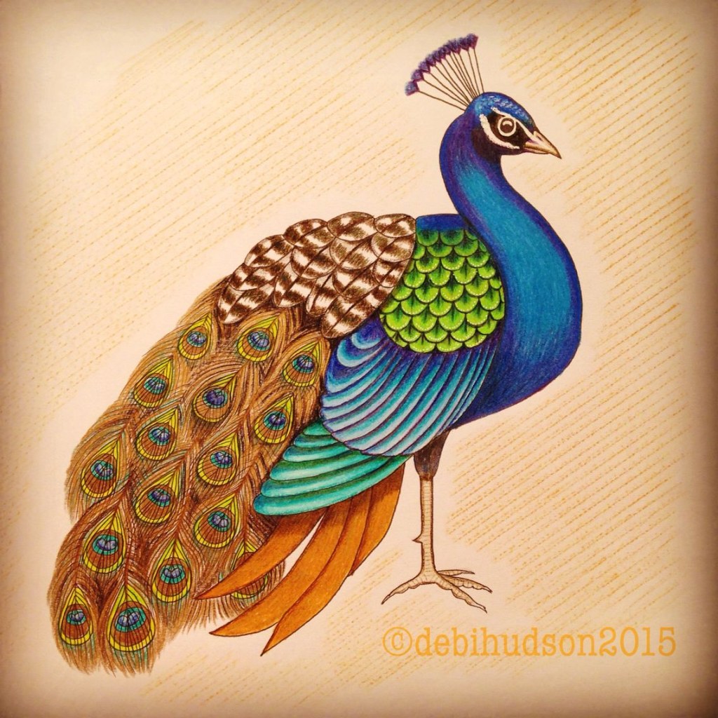 Picture of: Coloured pencil drawing of peacock  Peacock drawing, Realistic