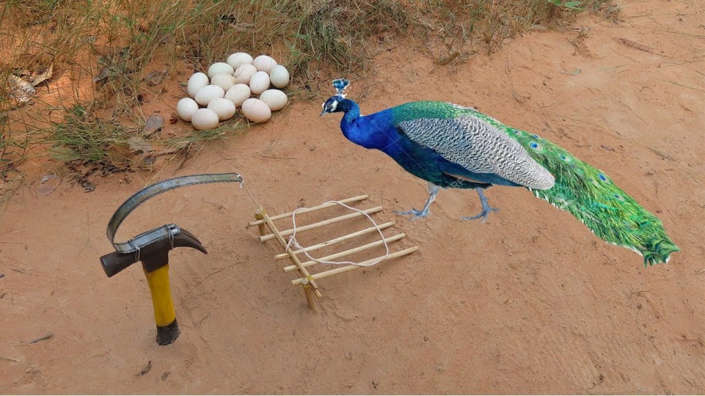 Picture of: Creative Technique Easy Quick Peacock Bird Trap Make From Hammer & Handsaw  Working%