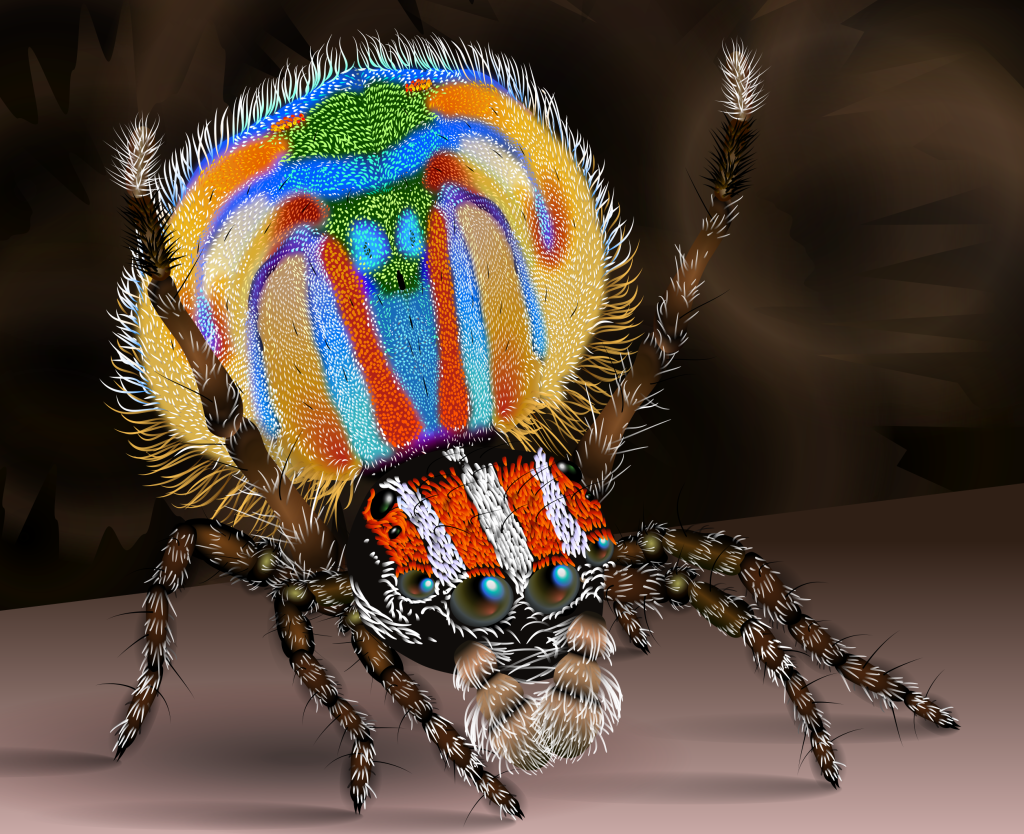 Picture of: Datei:Male peacock spider