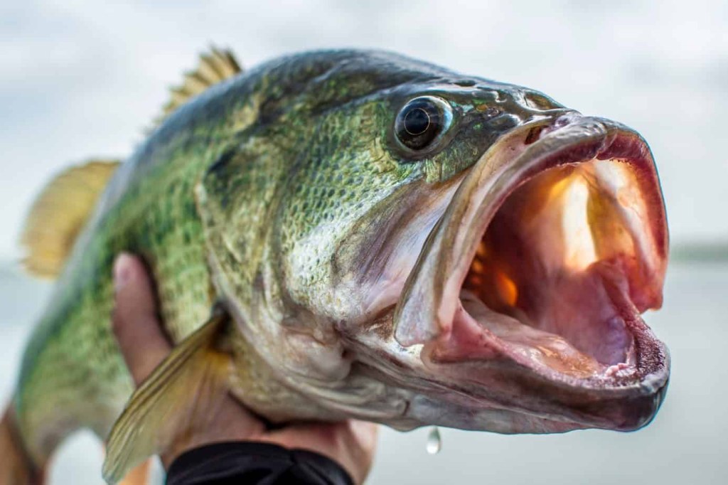 Picture of: Do Bass Have Teeth? A Guide to Handling Largemouth, Smallmouth and