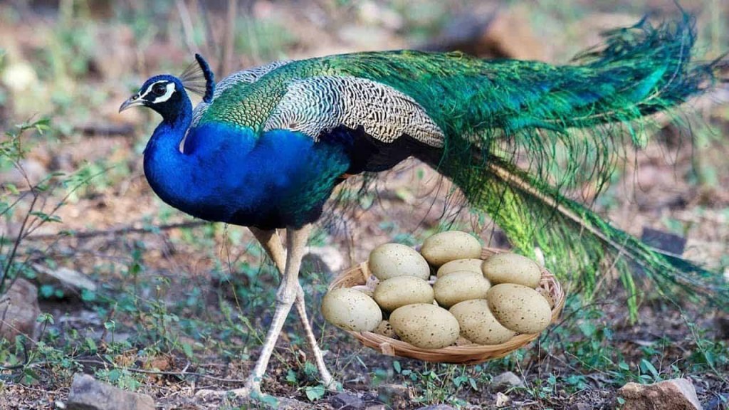 Picture of: Do Peacocks Lay Eggs? (Facts, Care, Lifespan, Food) – Pet Spruce