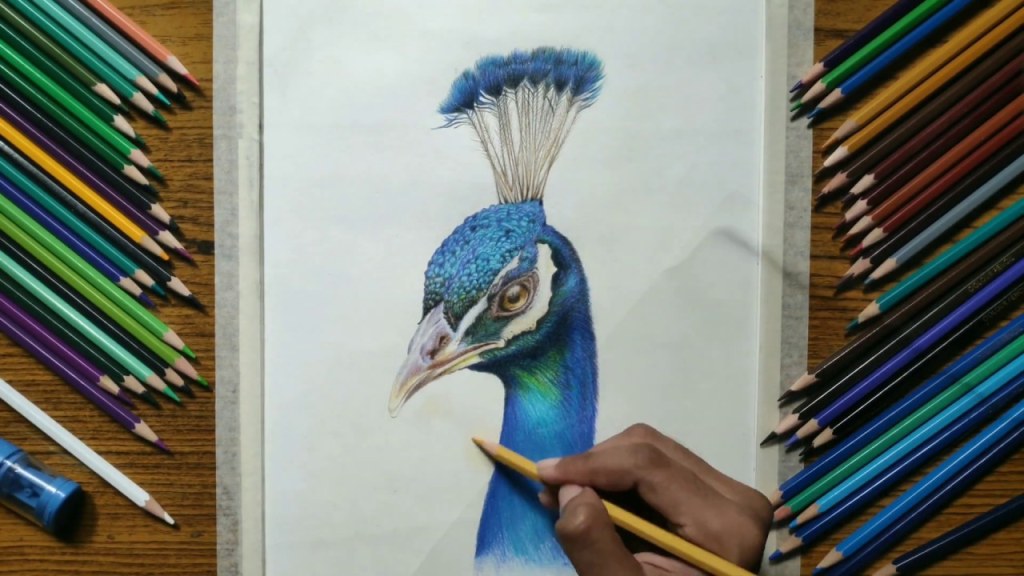 Picture of: drawing realistic peacock – learn how to draw realistic drawing time lapse  (  )