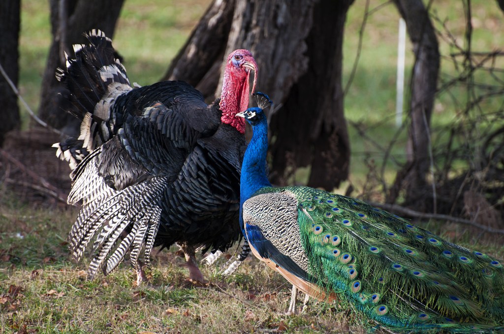 Picture of: File:Turkey and Peacock