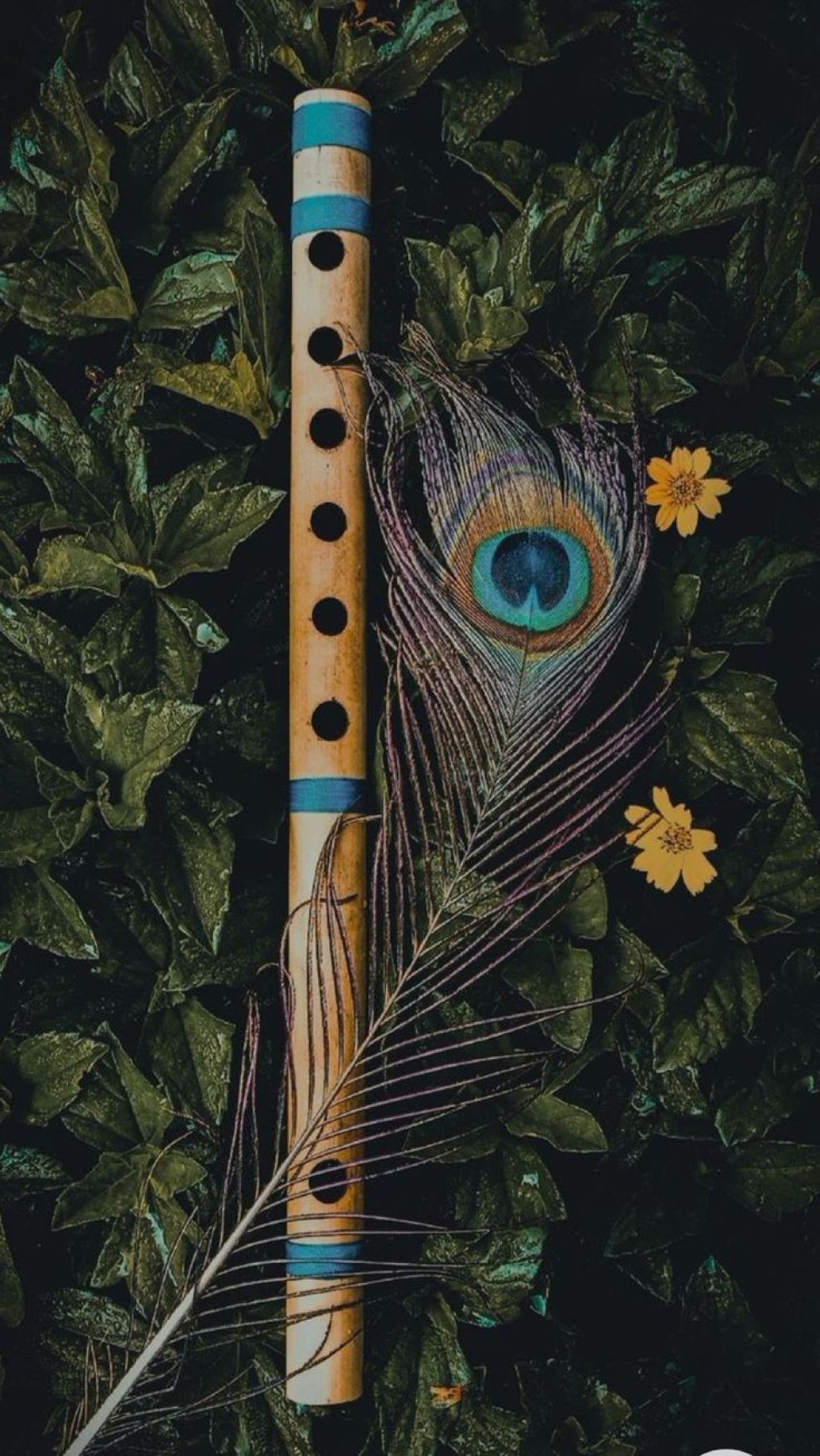 Picture of: Flute and peacock feather 🪶 in   Lord krishna hd wallpaper