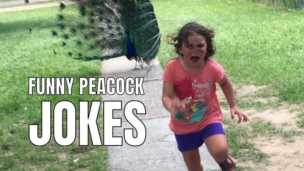 Picture of: Funny Peacock Jokes & Puns For Bird Lovers – HumorNama