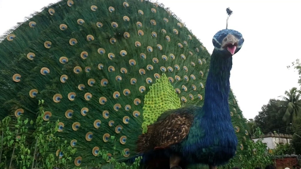 Picture of: Largest Peacock