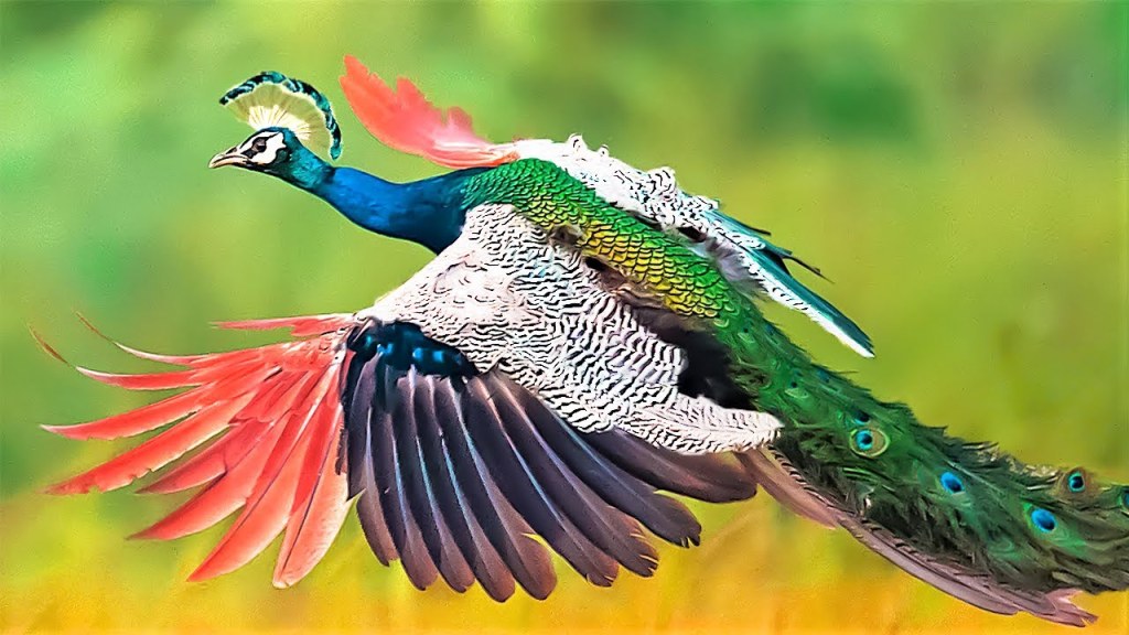 Picture of: Most Beautiful Peacocks in the World