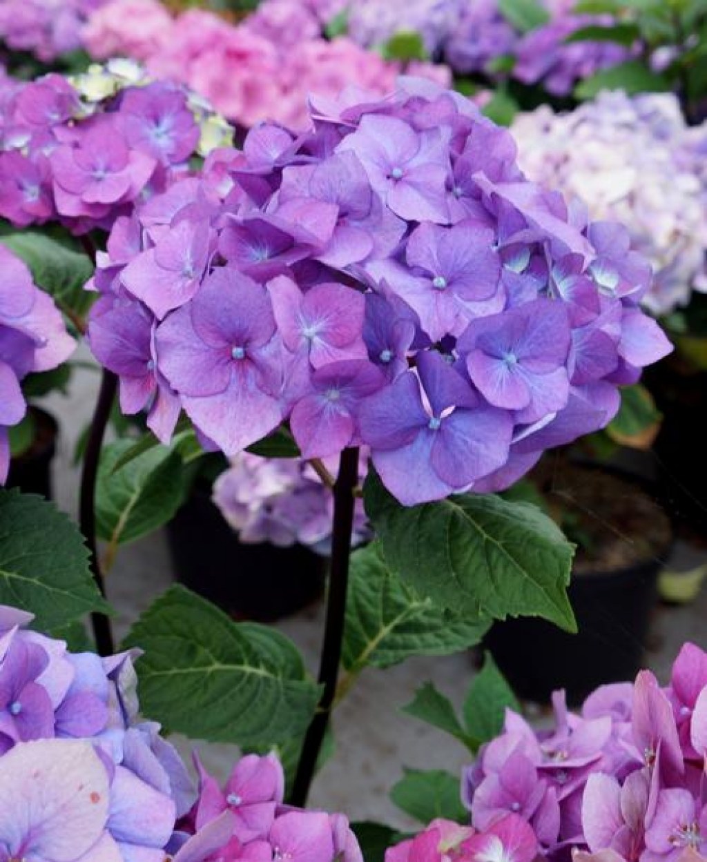 Picture of: Onyx Peacock Mophead Hydrangea
