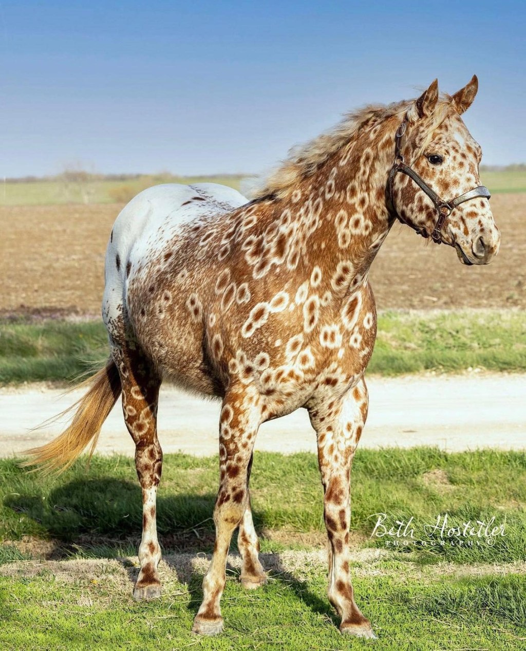 Picture of: Peacock Appaloosa Stallion – Wicket – Stable Express
