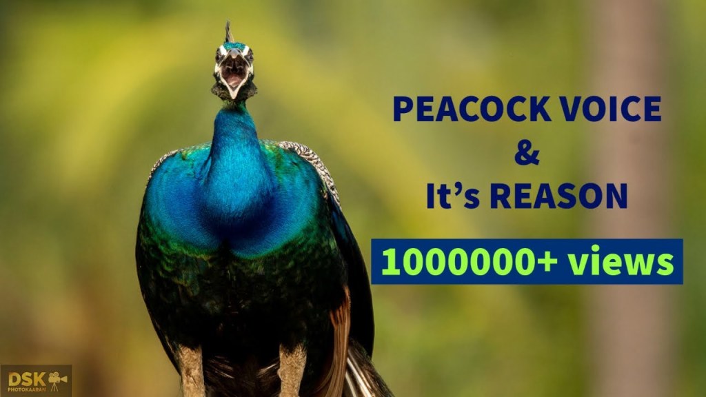 Picture of: Peacock Behavioural voice modulations and its reasons  Peacock call   peacock sound  peacock noise