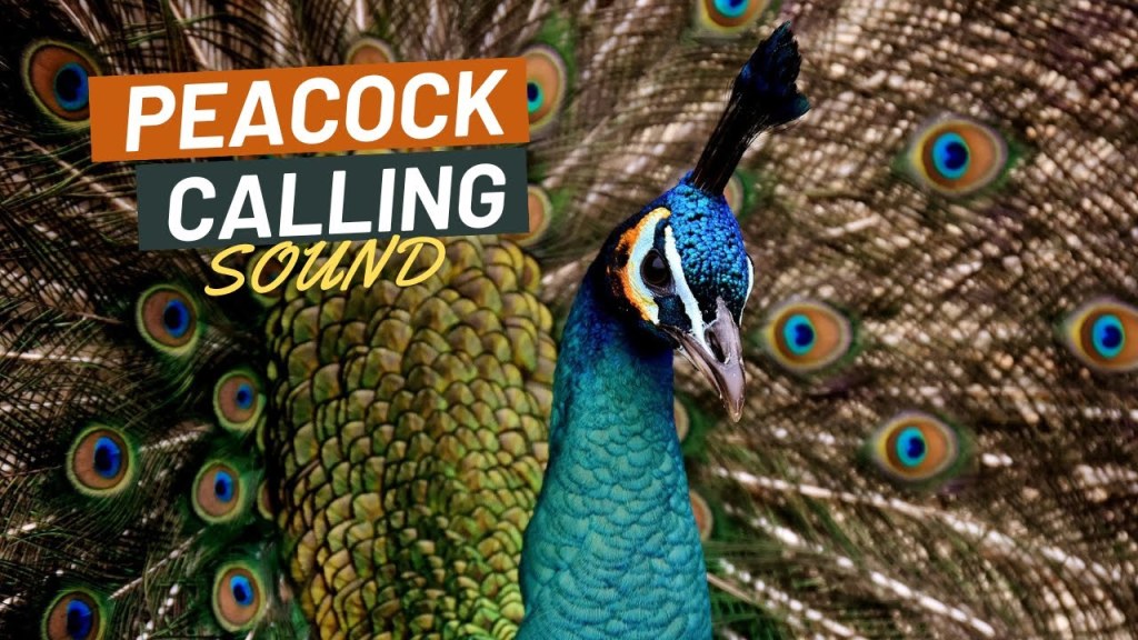 Picture of: Peacock Calling Sound  Suara Pemanggil Burung Merak
