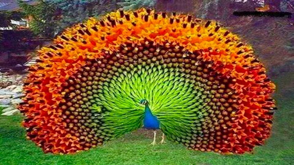 Picture of: Peacock Dancing in Rain Video