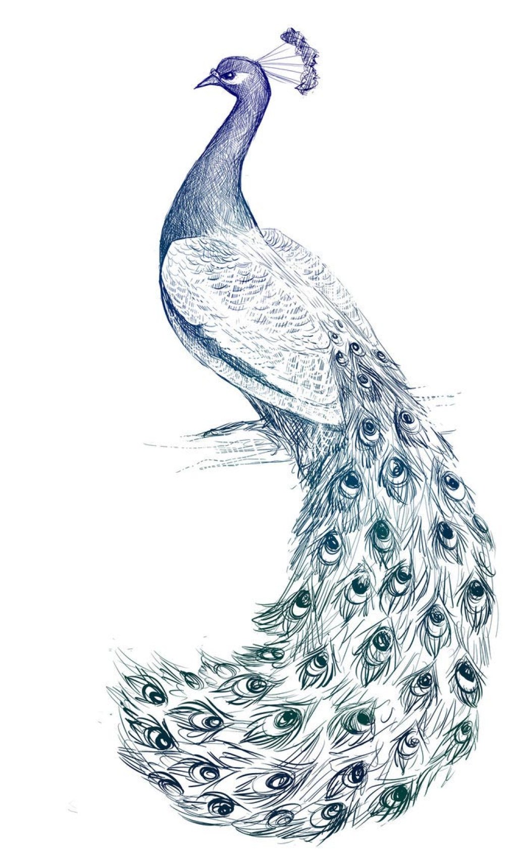 Picture of: Peacock Drawing Reference and Sketches for Artists