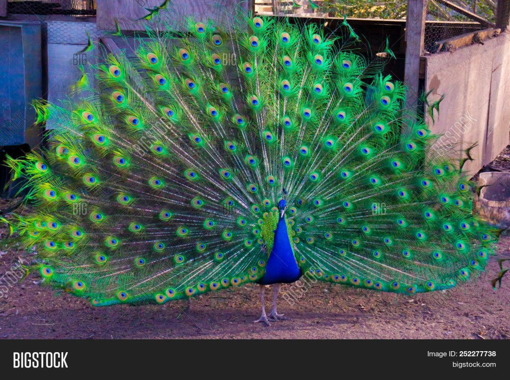 Picture of: Peacock Fanned Out Image & Photo (Free Trial)  Bigstock