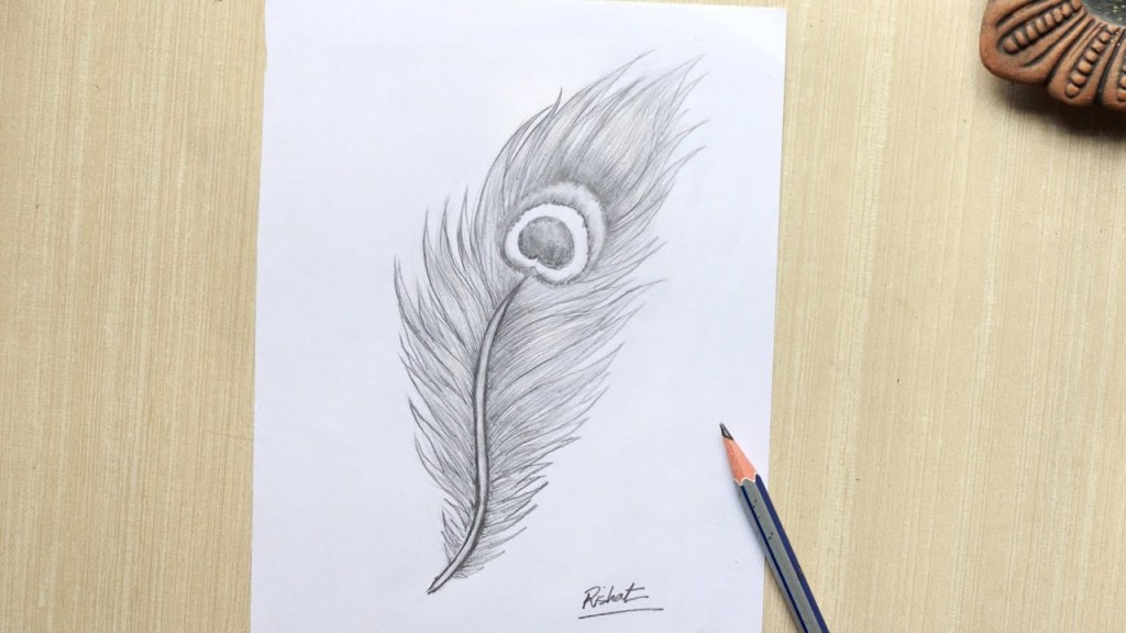 Picture of: Peacock Feather Drawing Pencil Sketch