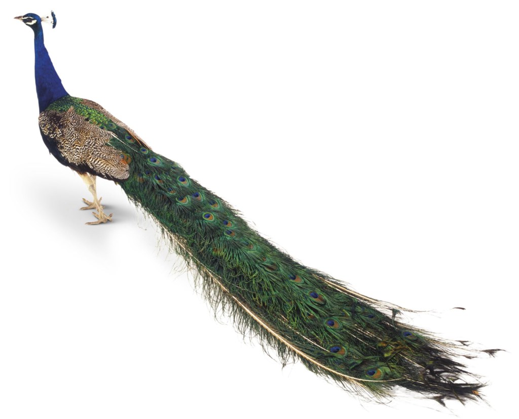 Picture of: Peacock Feathers  Peacock Facts for Kids  DK Find Out