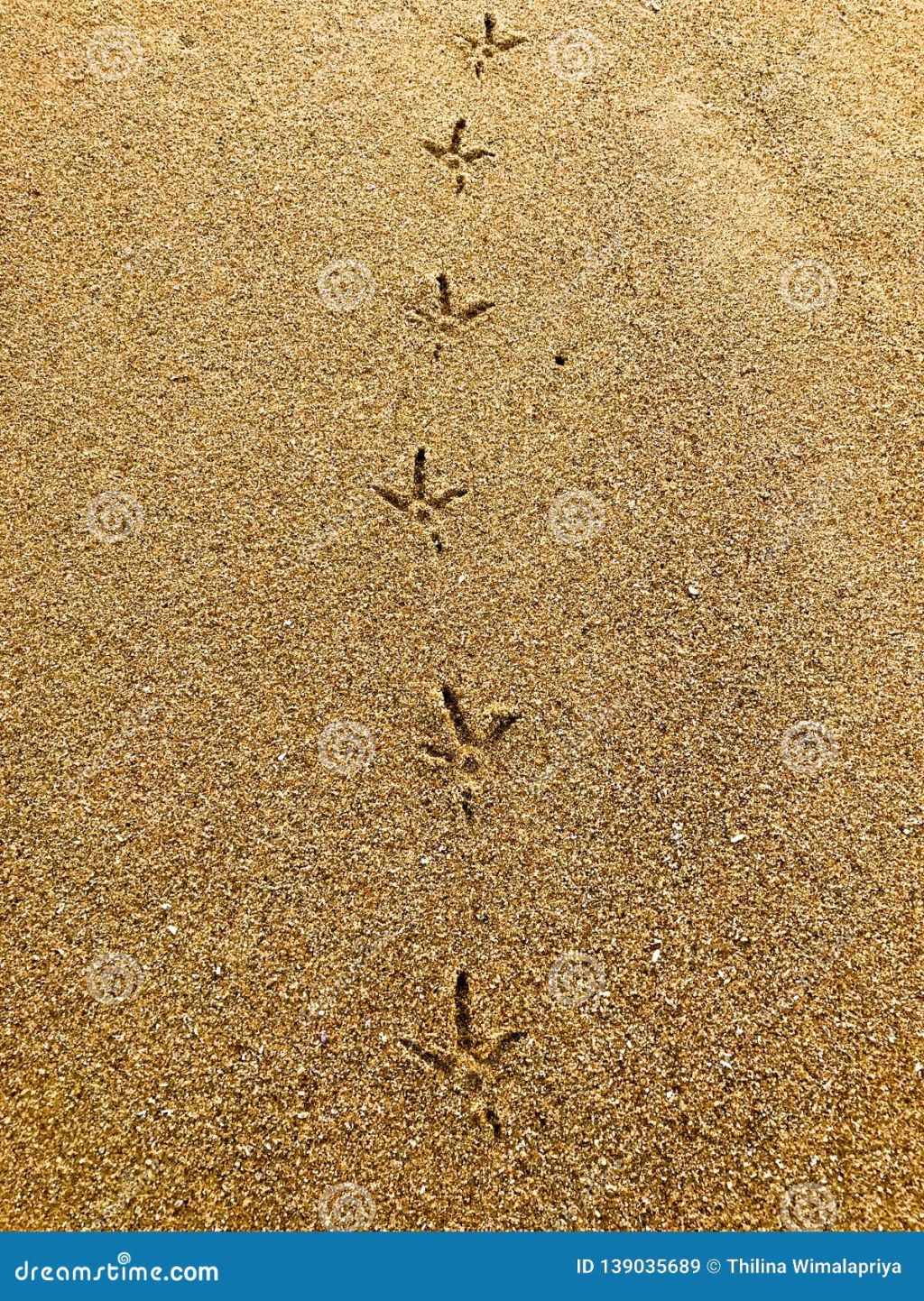 Picture of: Peacock Footprints Stock Photos – Free & Royalty-Free Stock Photos