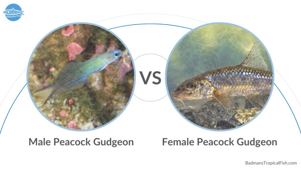 Picture of: Peacock Gudgeon Male Vs Female: The Complete Guide To Know The