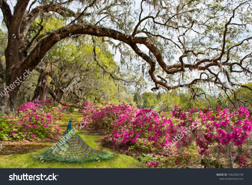 Picture of: Peacock Magnolia: Over  Royalty-Free Licensable Stock Photos