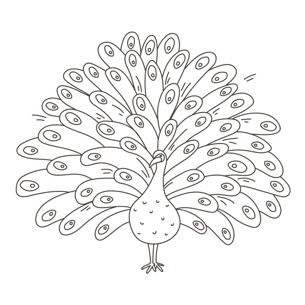 Picture of: Peacock Outline Vector Art, Icons, and Graphics for Free Download