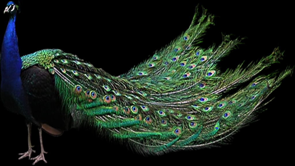 Picture of: Peacock PNG -Datei – PNG All