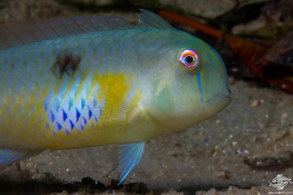 Picture of: Peacock Razor Wrasse- Facts Video and Photographs • Seaunseen