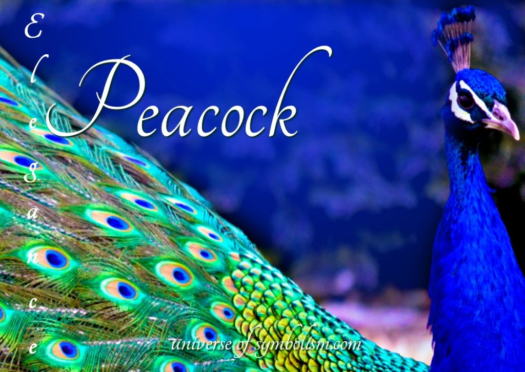 Picture of: Peacock Symbolism & Meaning  Peacock Spirit & Totem Animal Powers