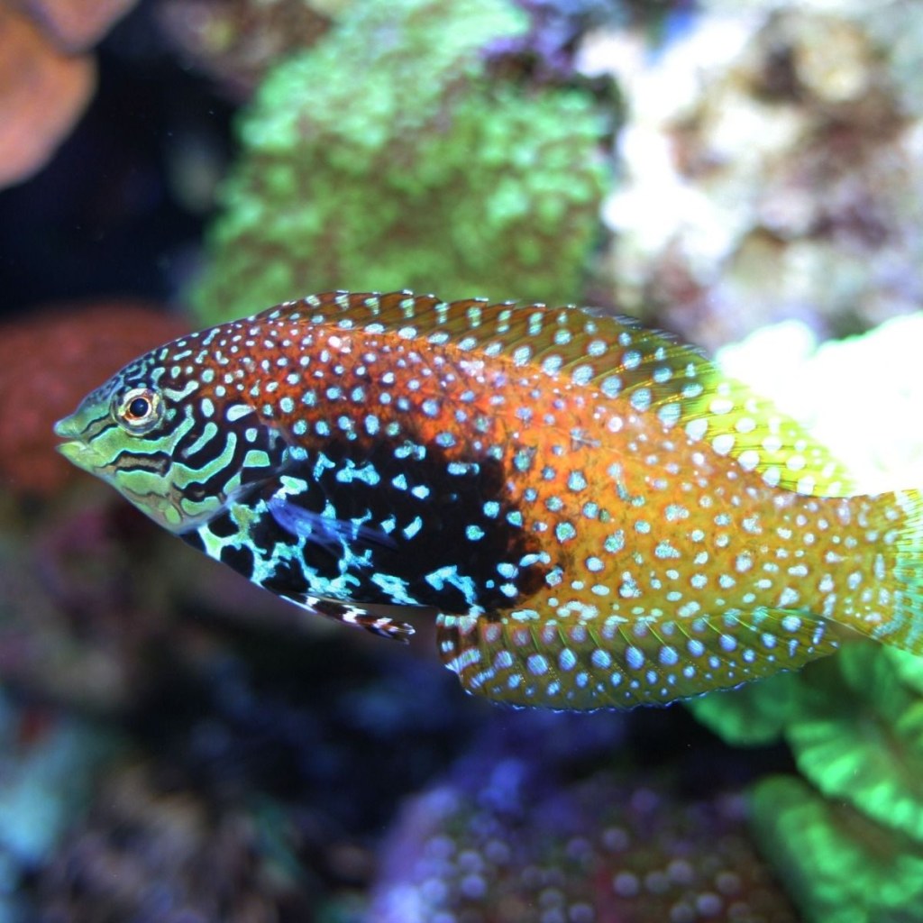 Picture of: Peacock Wrasse  Kraken Corals