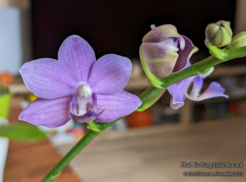 Picture of: Phalaenopsis Yu-Yang Little Peacock