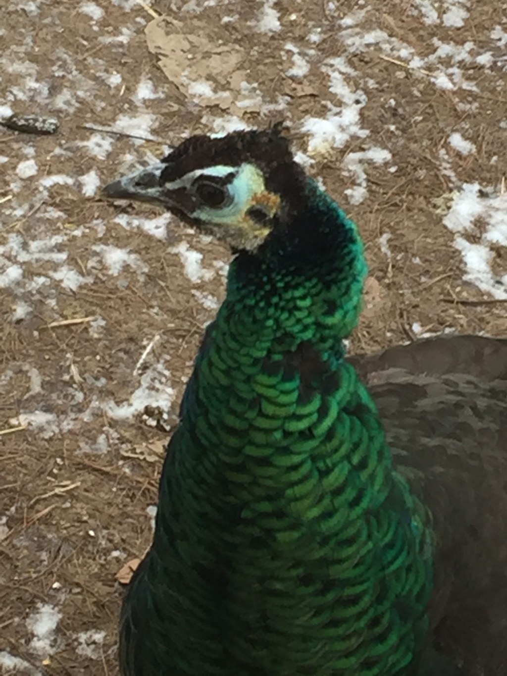 Picture of: Spalding Peahen “Jade”