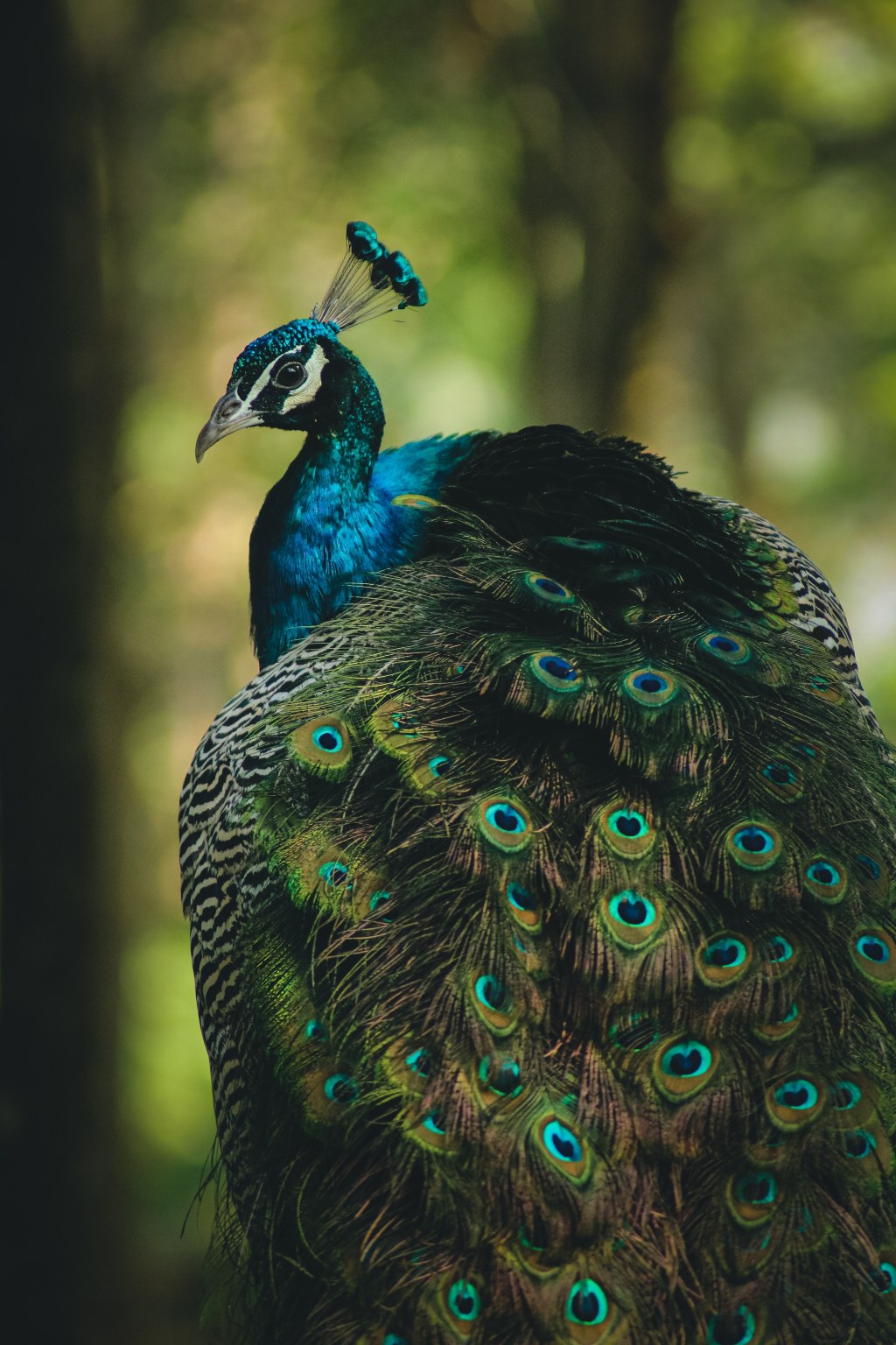 Picture of: The Power of The Peacock – Elizabeth Ellames