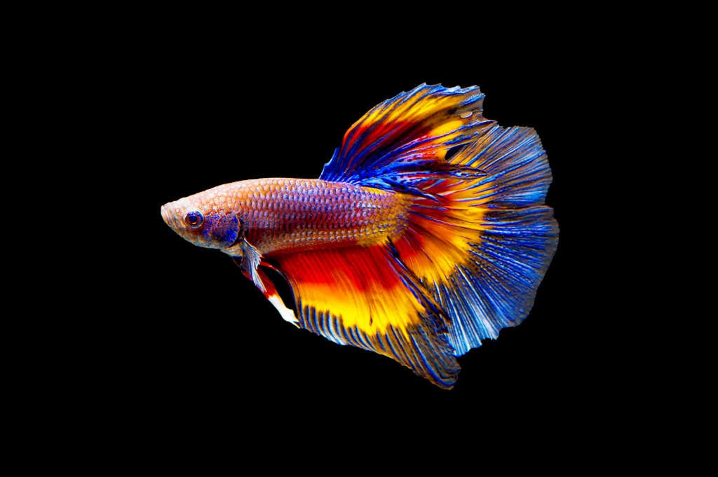 Picture of: The Rarest Betta Fish: A Colorful & Comprehensive Guide