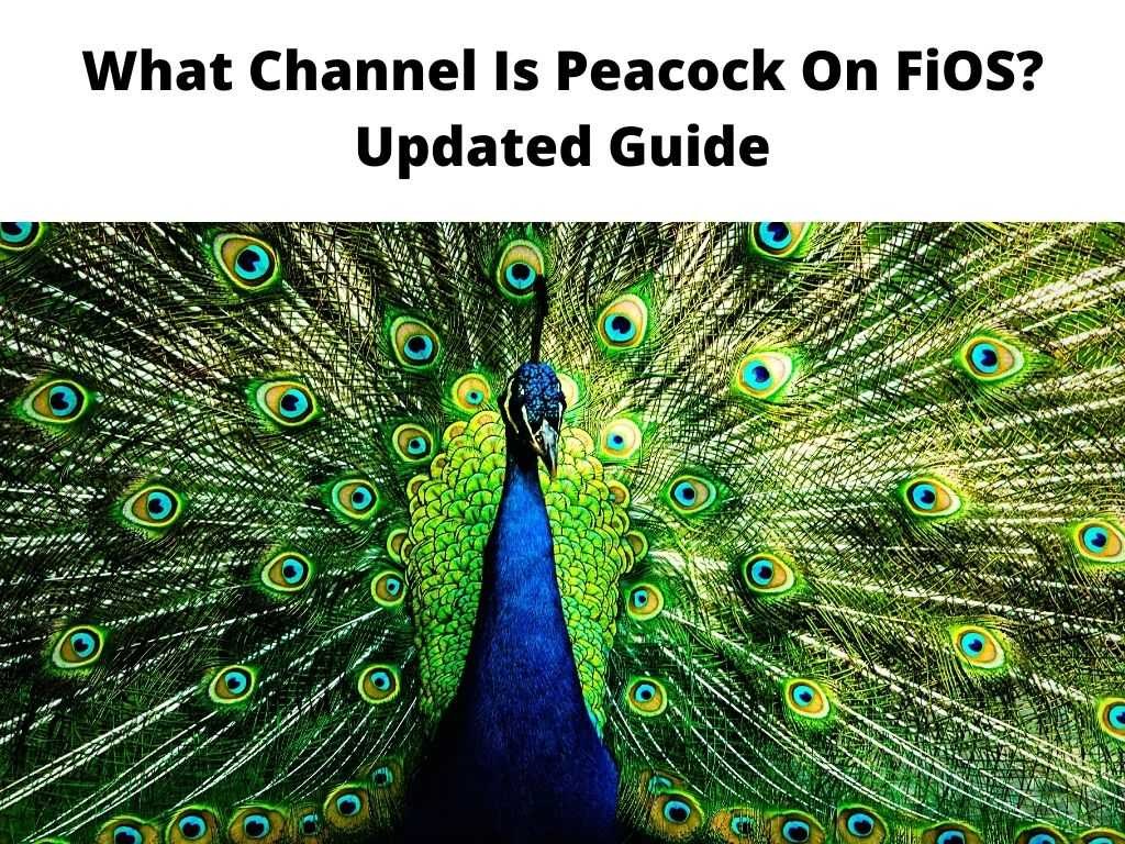 Picture of: What Channel Is Peacock On FiOS? – Updated Guide