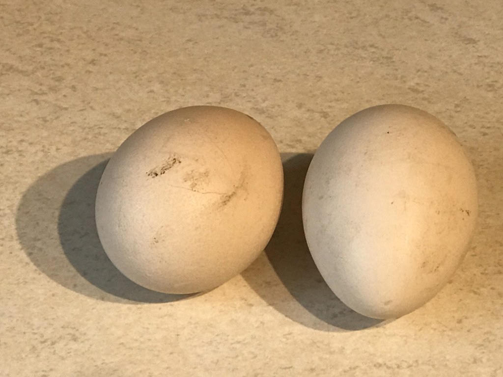 Picture of: What, Peacock eggs this early in the peafowl breeding season