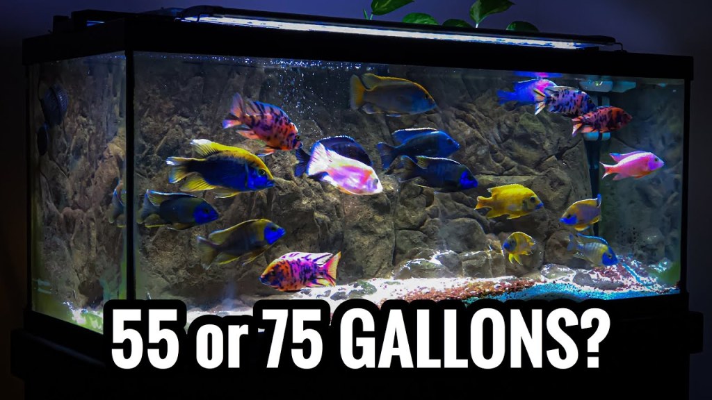Picture of: Which African Cichlids for a  and  Gallon Aquarium?