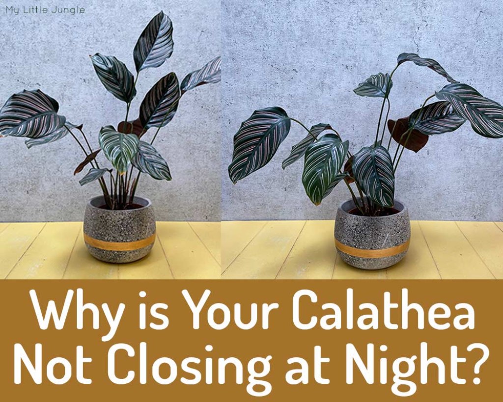 Picture of: Why is My Calathea Not Closing at Night? – My Little Jungle