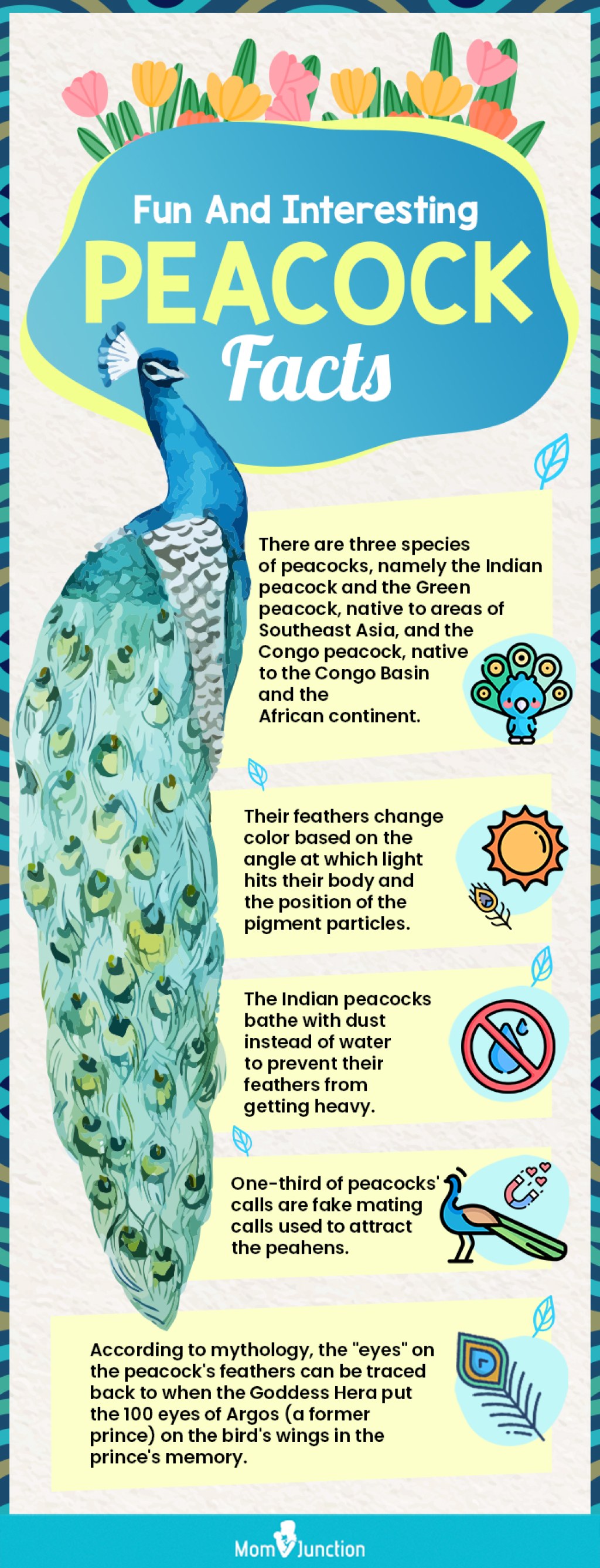 Picture of: Wonderful Peacock Facts And Information For Kids