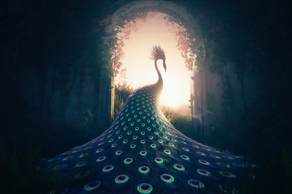 Picture of: x Peacock Journey Chromebook Pixel HD k Wallpapers